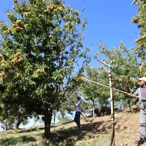 Aydinda Kestane Hasadi Icin Yevmiye Ucretleri Belirlendi