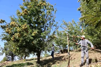 Aydinda Kestane Hasadi Icin Yevmiye Ucretleri Belirlendi
