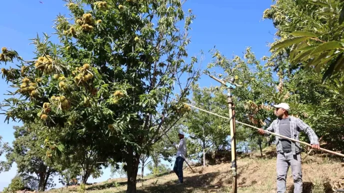Aydinda Kestane Hasadi Icin Yevmiye Ucretleri Belirlendi
