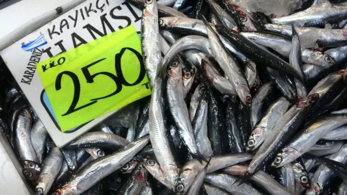Balikcilar Hamsi Bolluguyla Karsilasti Haberler