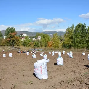 Basciftlik Beyazi Patatesinin Hasadi Basladi