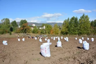 Basciftlik Beyazi Patatesinin Hasadi Basladi