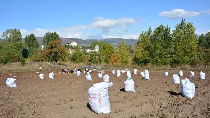 Basciftlik Beyazi Patatesinin Hasadi Basladi