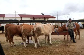 Bayburt Canli Hayvan Pazari Yeniden Acildi