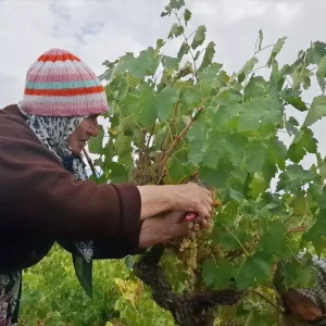 Beypazarinda Bag Bozumu ve Pekmez Yapimina Baslandi