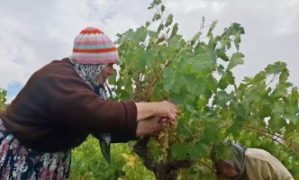 Beypazarinda Bag Bozumu ve Pekmez Yapimina Baslandi