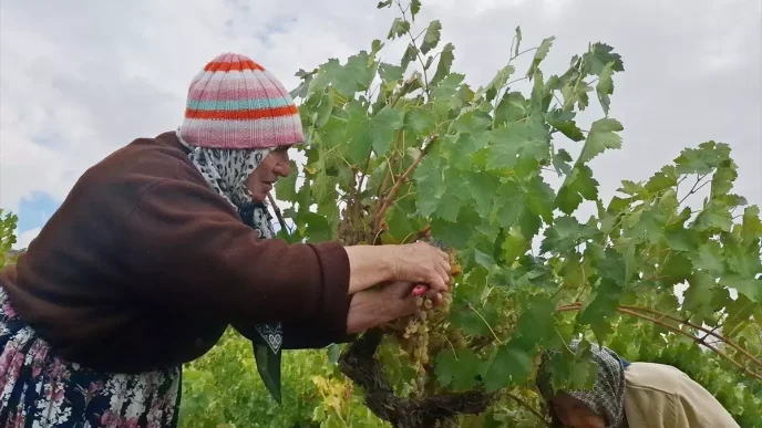 Beypazarinda Bag Bozumu ve Pekmez Yapimina Baslandi