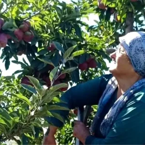 Beysehirde Elma Hasadi Basladi Golyaka Mahallesi Umut Veriyor
