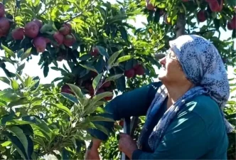 Beysehirde Elma Hasadi Basladi Golyaka Mahallesi Umut Veriyor