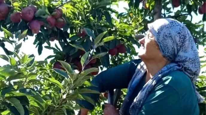 Beysehirde Elma Hasadi Basladi Golyaka Mahallesi Umut Veriyor