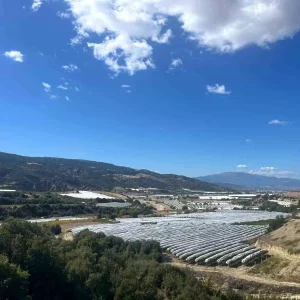 Buldanda Sultaniye Uzumleri Kisa Hazirlaniyor