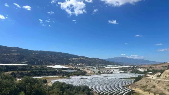 Buldanda Sultaniye Uzumleri Kisa Hazirlaniyor