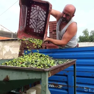 Burhaniyede Zeytin Hasadi Basladi Fiyatlar 50 80 Lira Arasinda