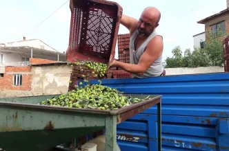 Burhaniyede Zeytin Hasadi Basladi Fiyatlar 50 80 Lira Arasinda