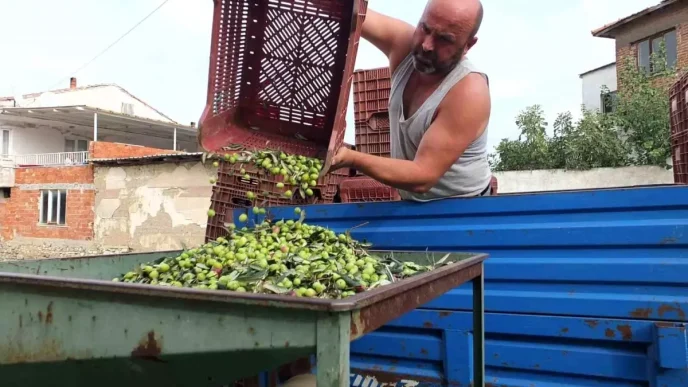 Burhaniyede Zeytin Hasadi Basladi Fiyatlar 50 80 Lira Arasinda