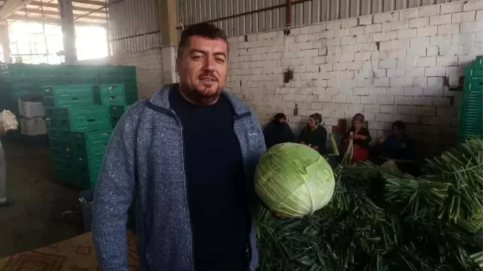 Bursanin Yenisehir Ilcesinde Kislik Hasat Basladi
