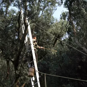 Butko Zeytini Hasat Sezonu Basladi