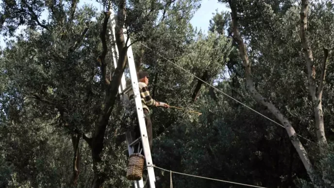 Butko Zeytini Hasat Sezonu Basladi