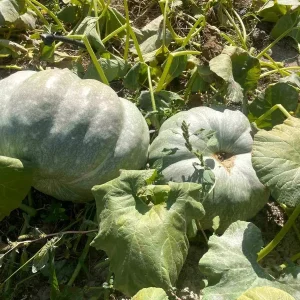 Ciftci 40 Kilogramlik Kabaklariyla Mutlulugunu Paylasti