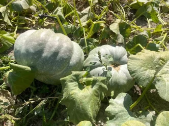 Ciftci 40 Kilogramlik Kabaklariyla Mutlulugunu Paylasti