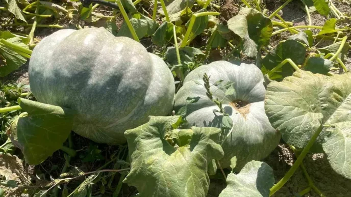 Ciftci 40 Kilogramlik Kabaklariyla Mutlulugunu Paylasti