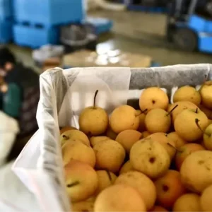 Cinde Nanguo Armudu Isleme Tesisleri Uretim Sezonuna Girdi