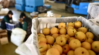 Cinde Nanguo Armudu Isleme Tesisleri Uretim Sezonuna Girdi