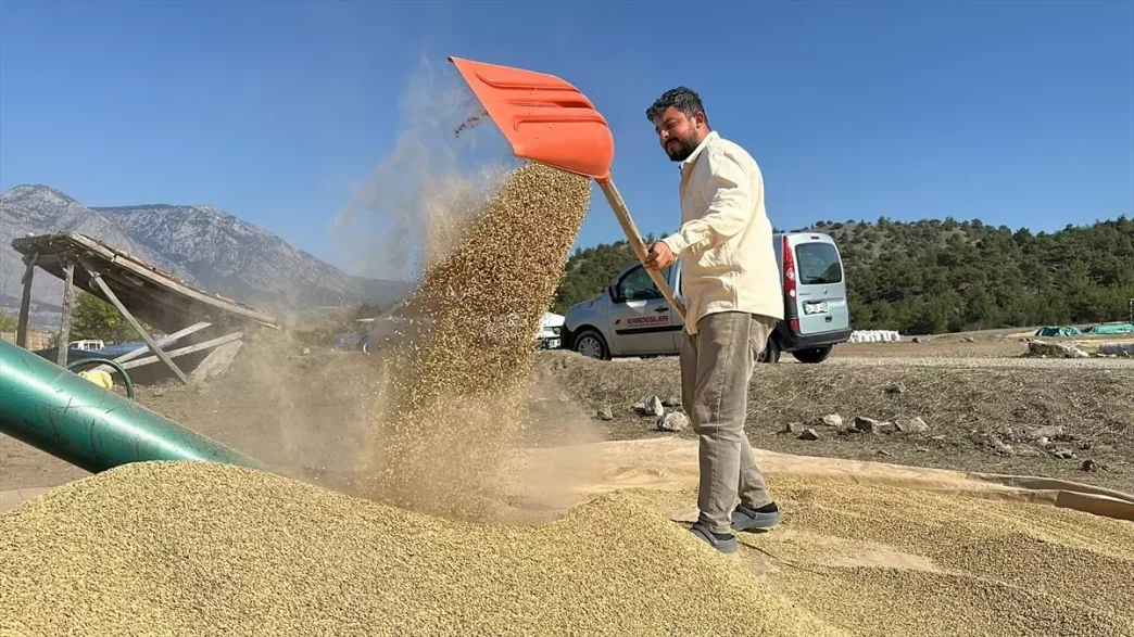 Corumda Ciftciler Geleneksel Yontemle Celtik Kurutuyor