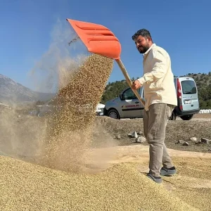 Corumda Ciftciler Geleneksel Yontemle Celtik Kurutuyor