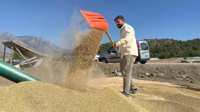 Corumda Ciftciler Geleneksel Yontemle Celtik Kurutuyor