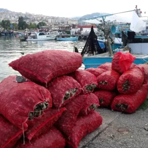 Deniz Salyangozu Avi Bu Yil Verimsiz Geciyor
