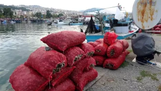Deniz Salyangozu Avi Bu Yil Verimsiz Geciyor
