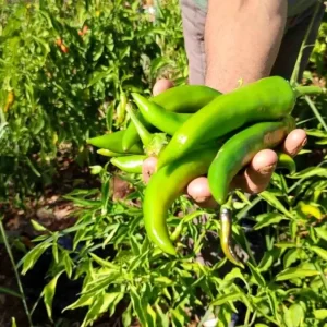 Denizlide Kayaca Biberinde Hasat Sona Erdi