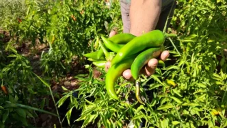 Denizlide Kayaca Biberinde Hasat Sona Erdi