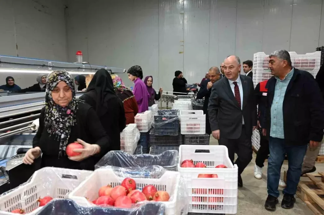 Denizliden Avrupaya Nar Ihracati Basladi