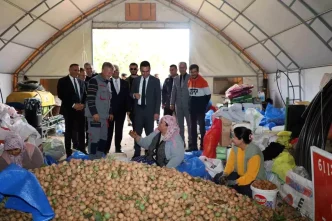 Dinarda Ceviz Hasadi Basladi Ciftciler Mutlu