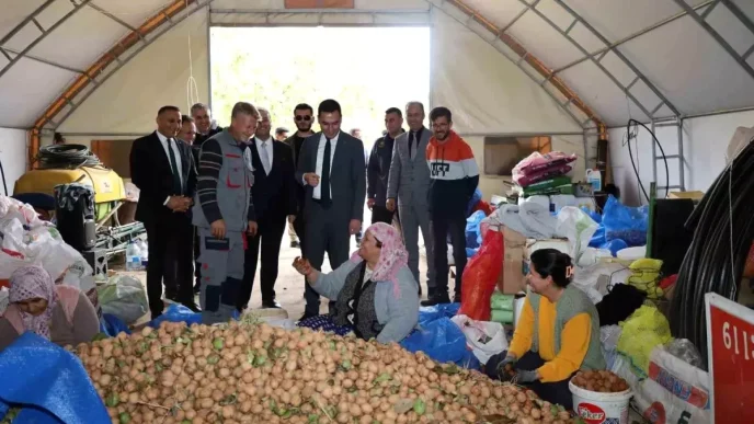 Dinarda Ceviz Hasadi Basladi Ciftciler Mutlu