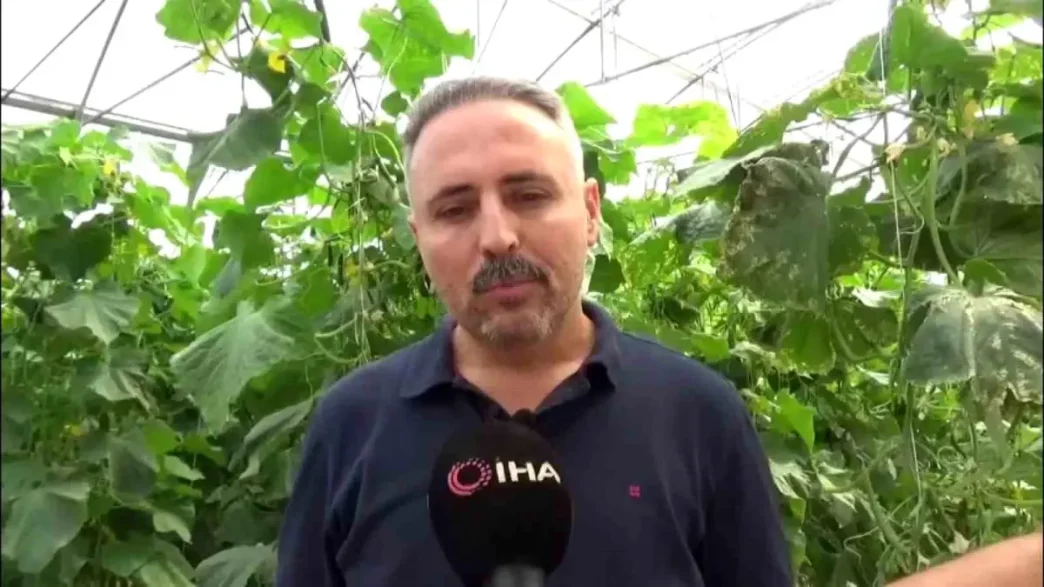 Diyarbakirda Salatalik Serasi Kuruluyor 20 Kisiye Istihdam Saglaniyor