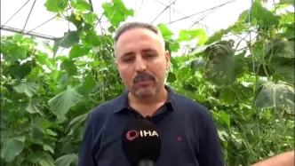 Diyarbakirda Salatalik Serasi Kuruluyor 20 Kisiye Istihdam Saglaniyor
