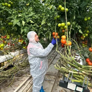 Domates Verim ve Kalitesinin Artirilmasi Icin Virus Incelemesi