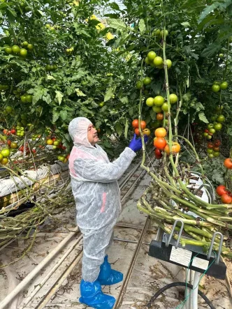 Domates Verim ve Kalitesinin Artirilmasi Icin Virus Incelemesi