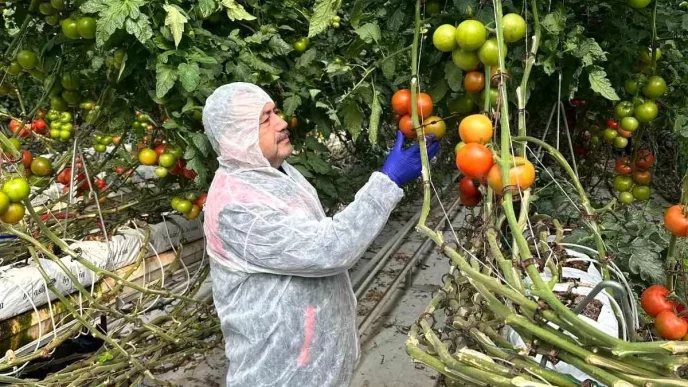 Domates Verim ve Kalitesinin Artirilmasi Icin Virus Incelemesi
