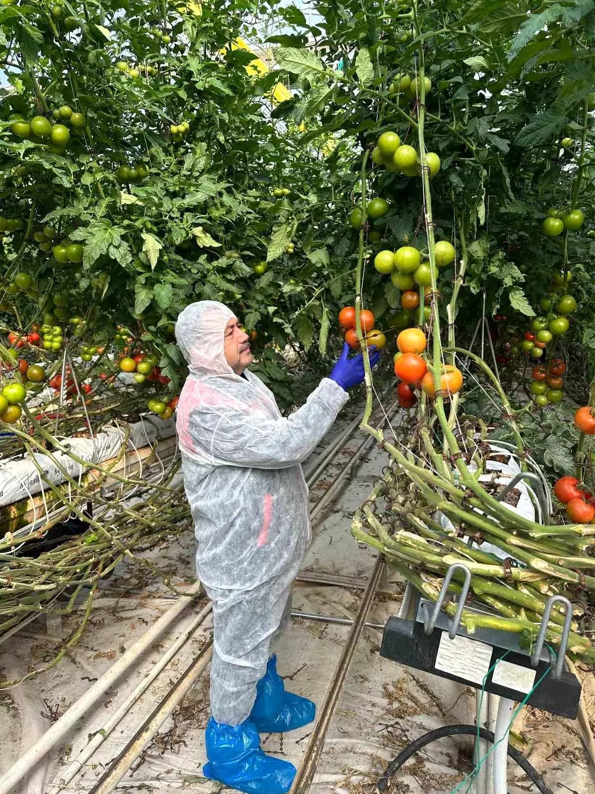 Domates Verim ve Kalitesinin Artırılması İçin Virüs İncelemesi 3 Domates Verim ve Kalitesinin Artirilmasi Icin Virus Incelemesi