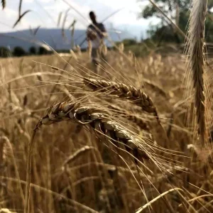 Dunya Hububat Uretimi Rekor Seviyeye Ulasiyor