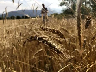 Dunya Hububat Uretimi Rekor Seviyeye Ulasiyor