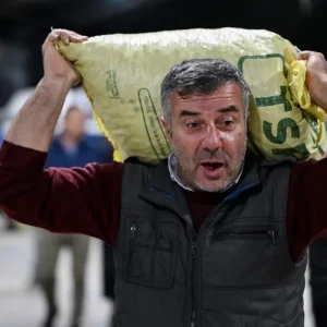 Duzcede Duzce Kuzusu Kestanesinin Mezati Acildi