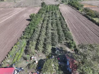 Edirne'de Çiftçiler Hünnap Üretimine Yöneliyor 12 Edirnede Ciftciler Hunnap Uretimine Yoneliyor