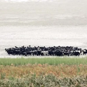 Egirdir Golunde Su Seviyesi Dusuyor Doga Felaketi Bas Gosterdi