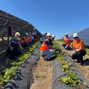 Enerjisa Uretim Agrivoltaik Tarim ile 5 Ton Hasat Elde Etti