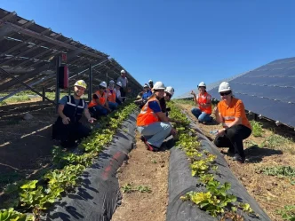 Enerjisa Uretim Agrivoltaik Tarim ile 5 Ton Hasat Elde Etti